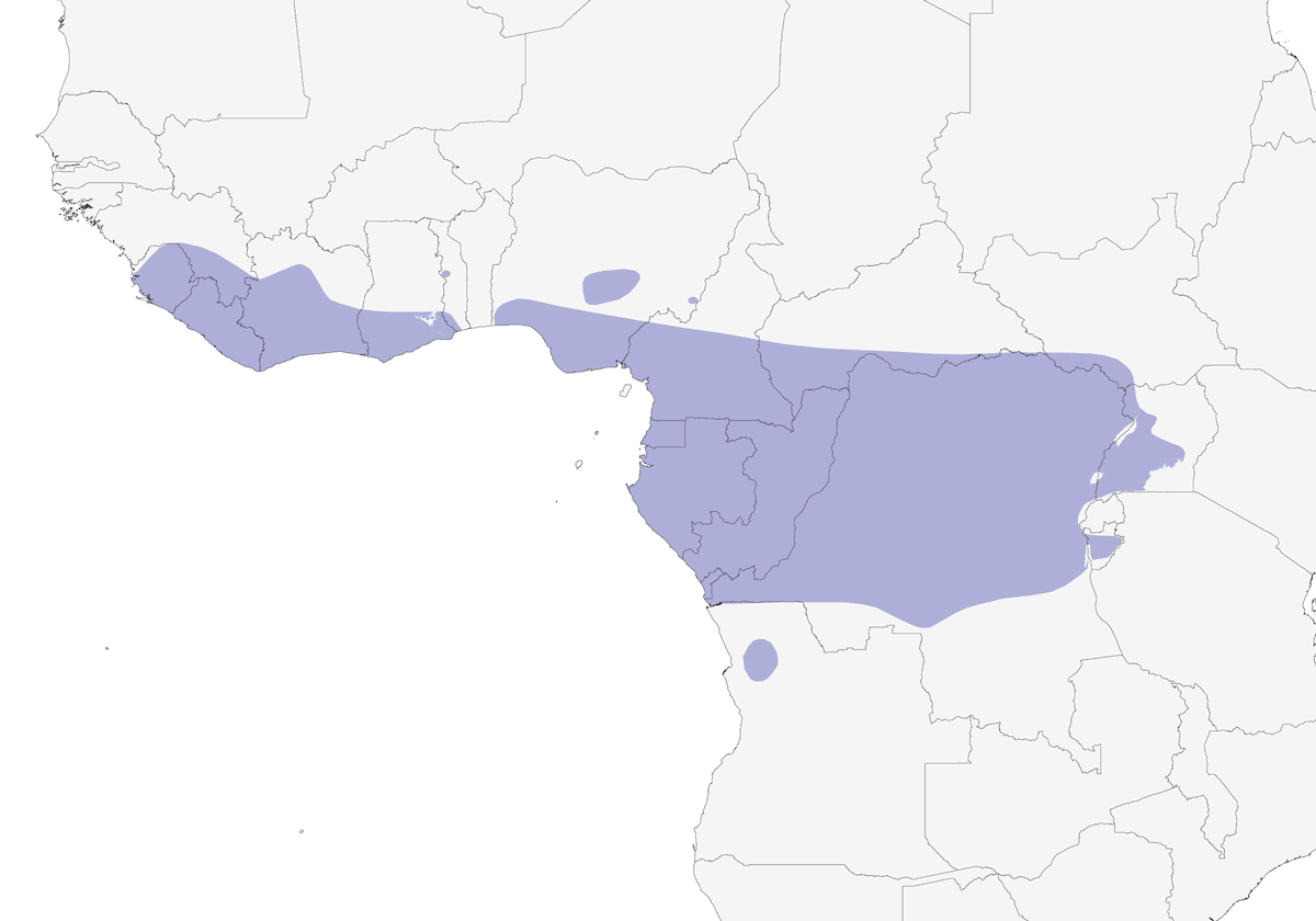 Pigliamosche blu scuro, Distribuzione 1
