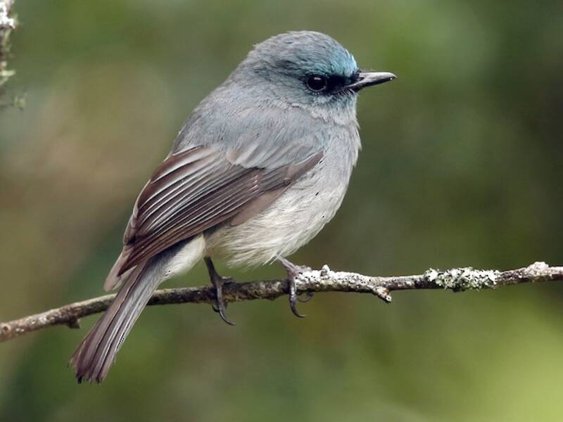 Graublauer Fliegenschnäpper, Fotos 2