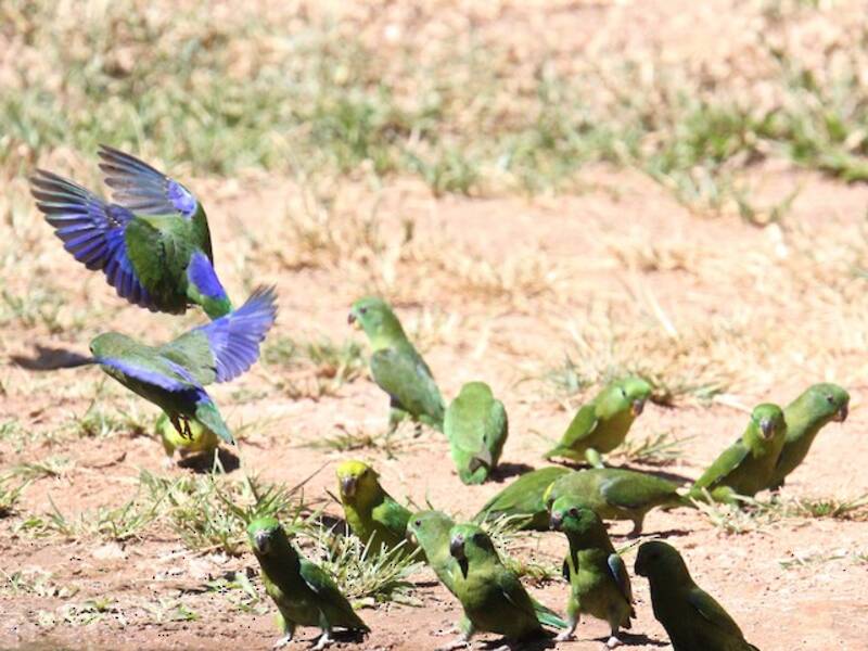Cotorrita Piquioscura