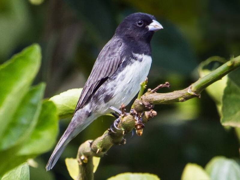 Dubois's Seedeater, Photos 2