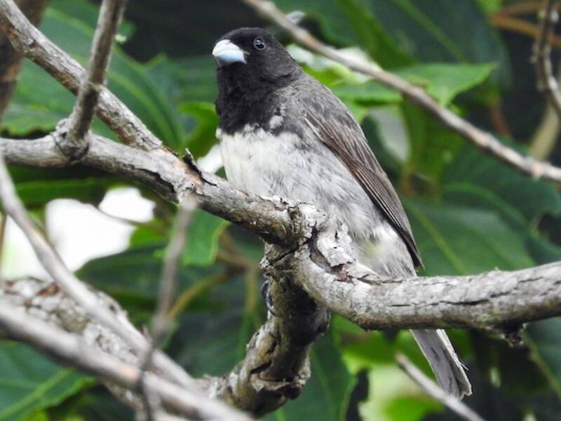 Dubois's Seedeater