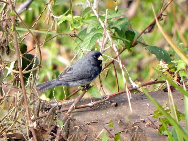 Dubois's Seedeater, Photos 3