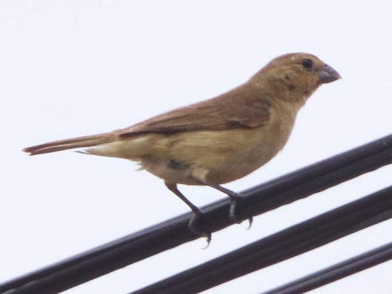 Dubois's Seedeater, Photos 4