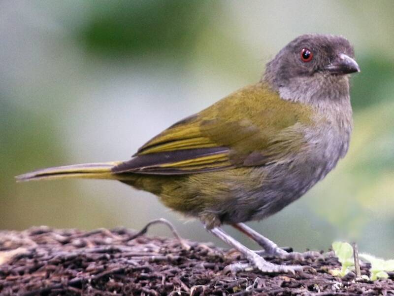 Dusky Chlorospingus, 照片 3