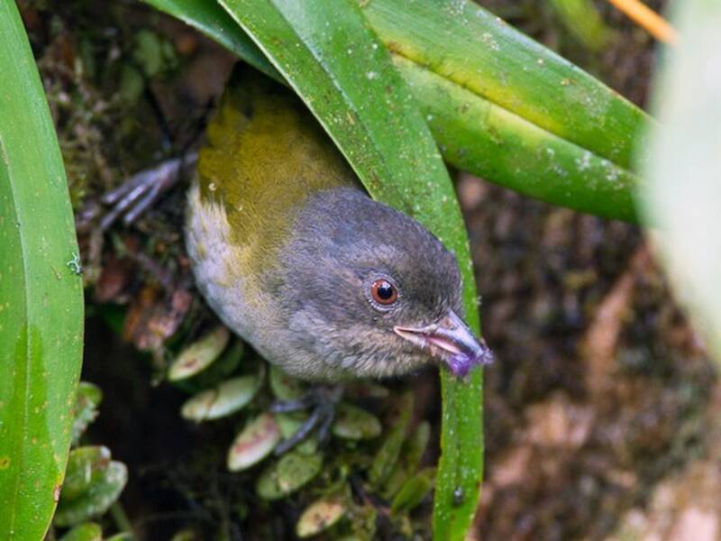 Dusky Chlorospingus, 照片 2
