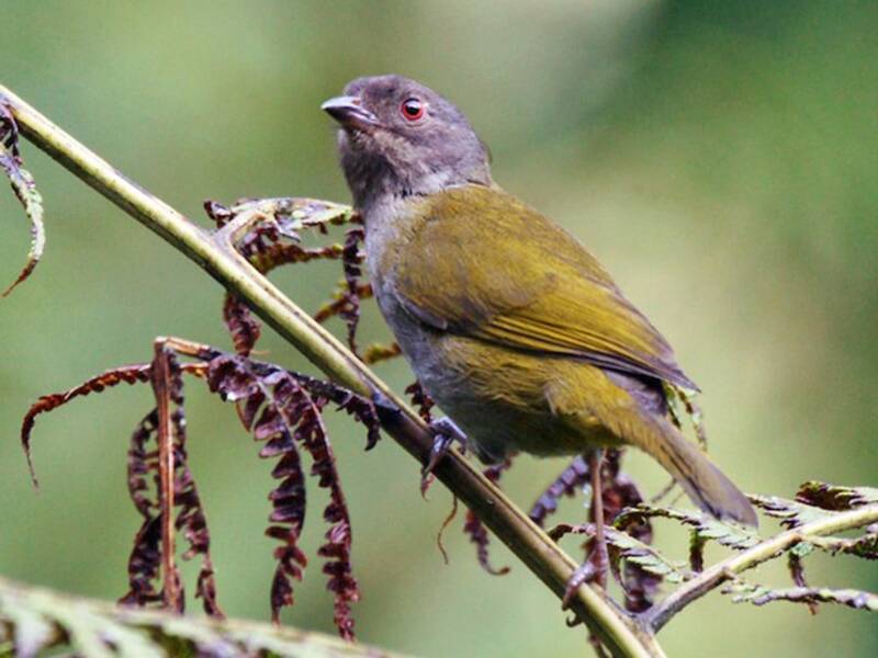 Clorospingo scuro