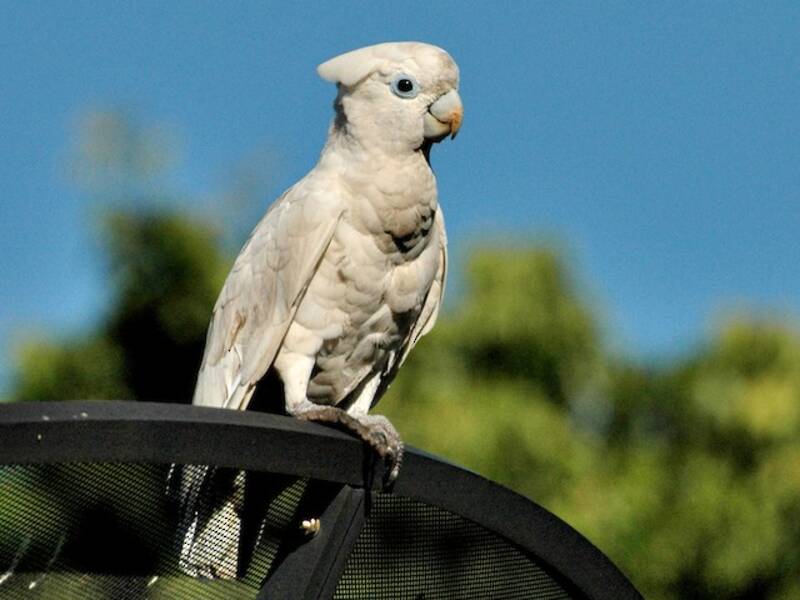 Corella di Ducorps