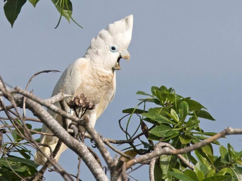 Corella di Ducorps, Foto 3