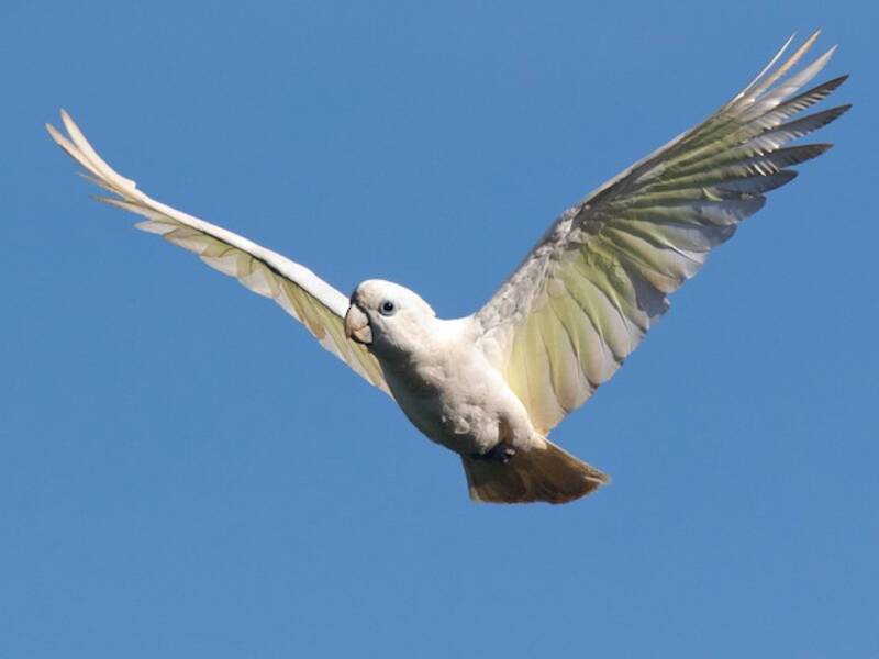 Corella di Ducorps, Foto 2