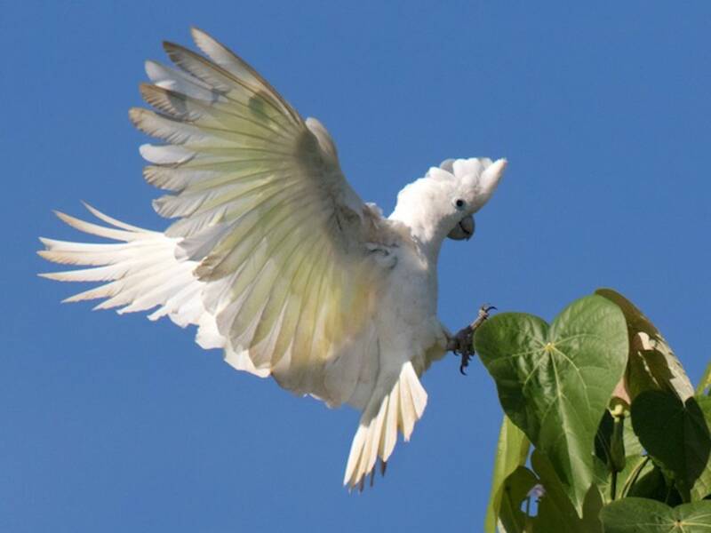 Corella di Ducorps, Foto 4