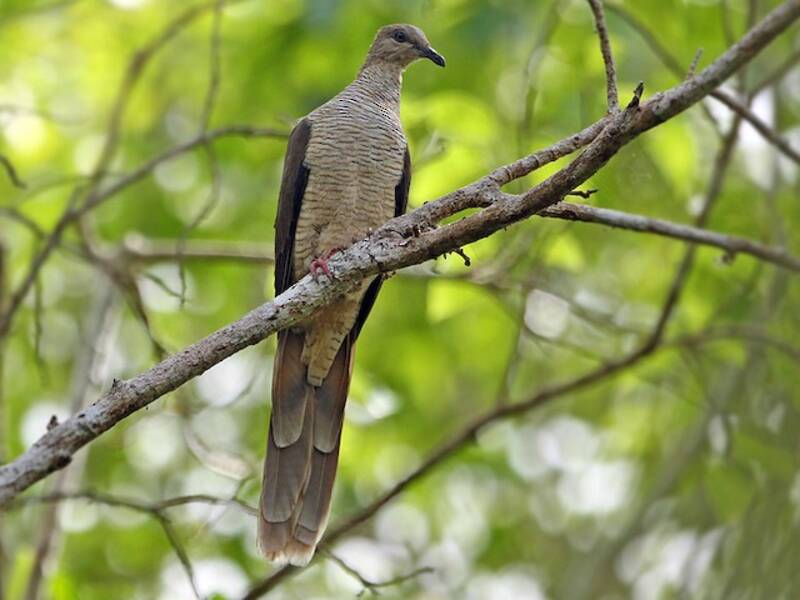 Flores Sea Cuckoo-Dove, 照片 3