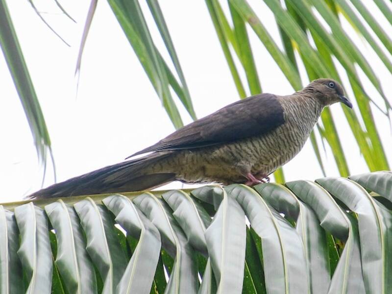 Flores Sea Cuckoo-Dove, 照片 2
