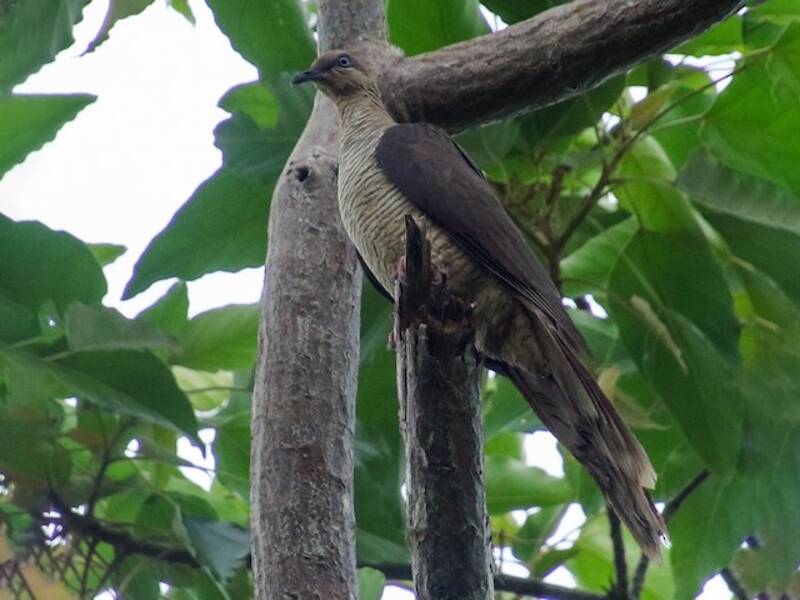 Flores Sea Cuckoo-Dove, 照片 4
