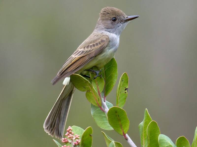 Mosquero coronioscuro