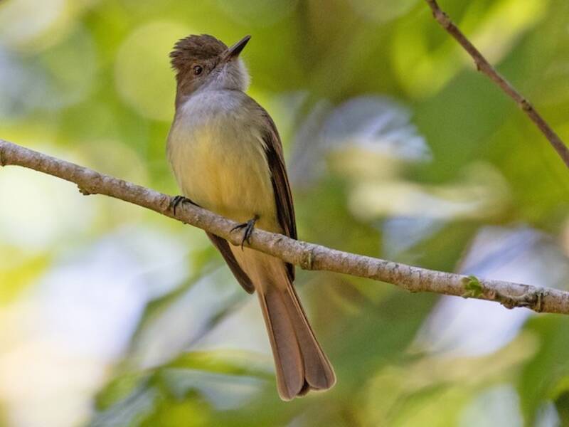 Mosquero coronioscuro, Fotos 3