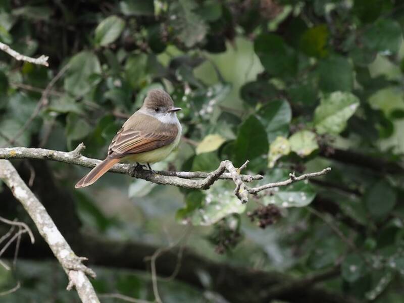 Mosquero coronioscuro, Fotos 4