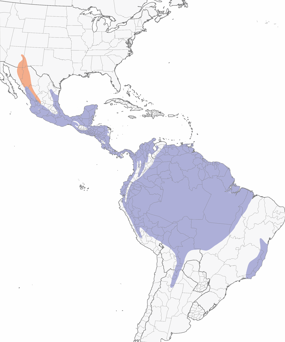 Mosquero coronioscuro, Distribución 1