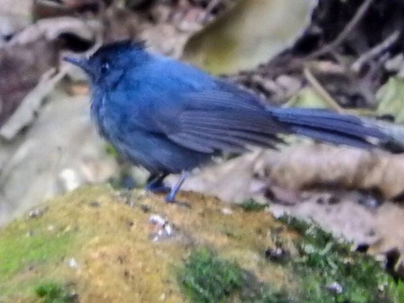 Dusky Crested Flycatcher