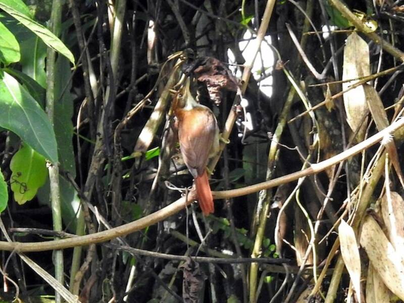 Dusky-cheeked Foliage-gleaner
