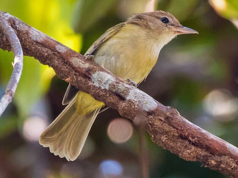 Dunkelkappen-Vireo, Fotos 4