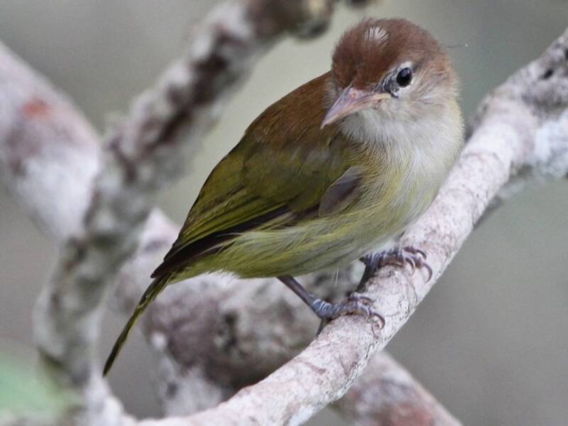 Dunkelkappen-Vireo, Fotos 3