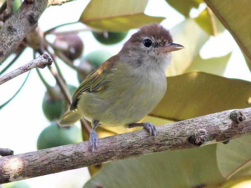 Dunkelkappen-Vireo, Fotos 2