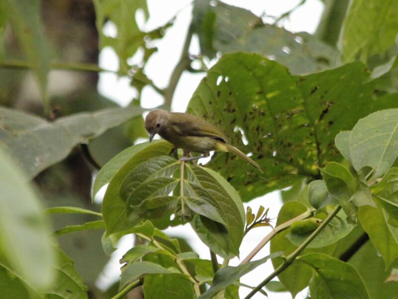 Dusky-capped Greenlet