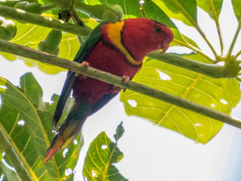 Duchess Lorikeet, Photos 4
