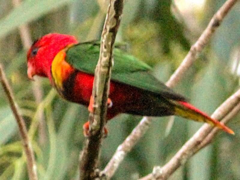 Duchess Lorikeet, Photos 3