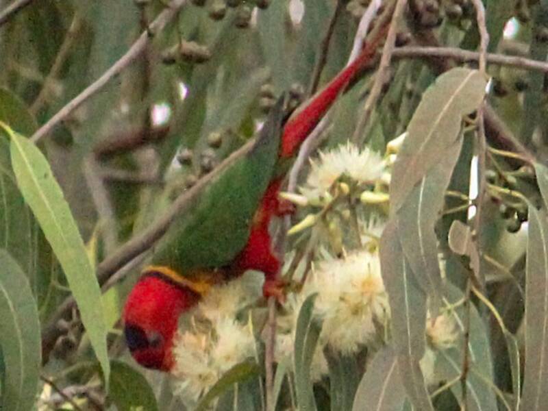 Duchess Lorikeet, Photos 2