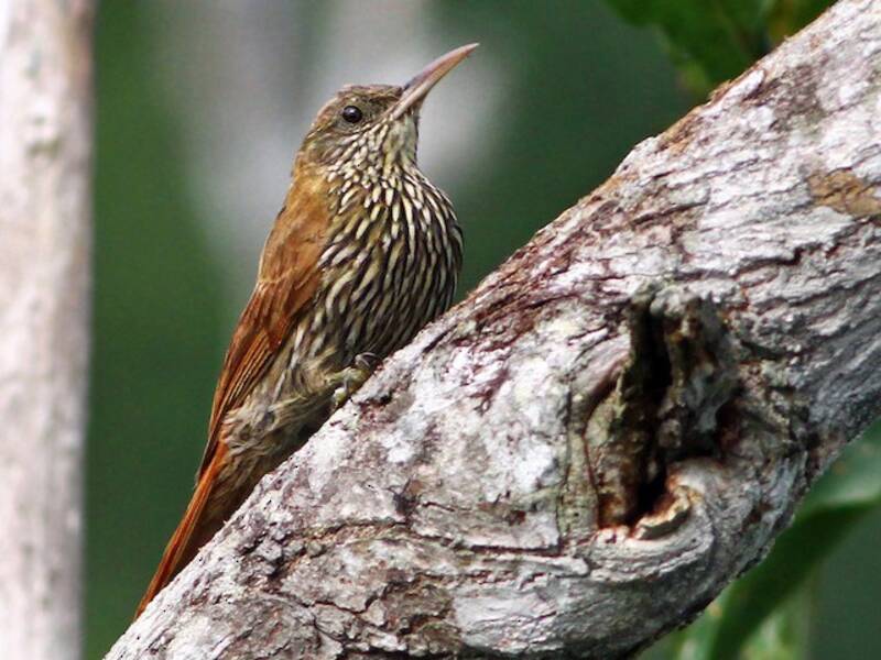 Rampichino cappuccio scuro, Foto 2