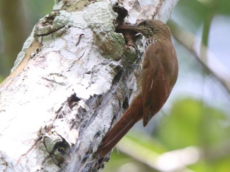 Rampichino cappuccio scuro