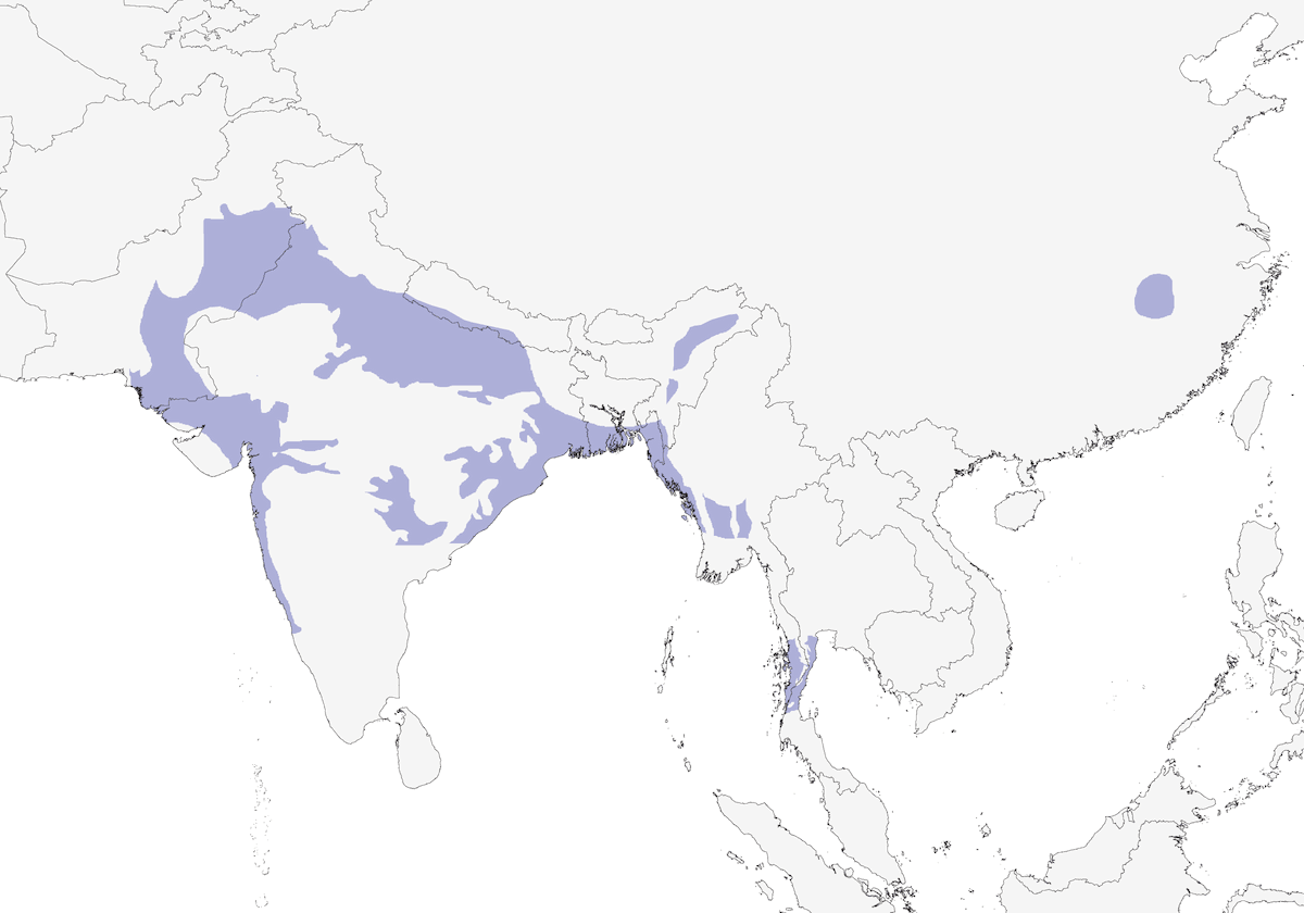 Grand-duc de Coromandel, Distribution 1