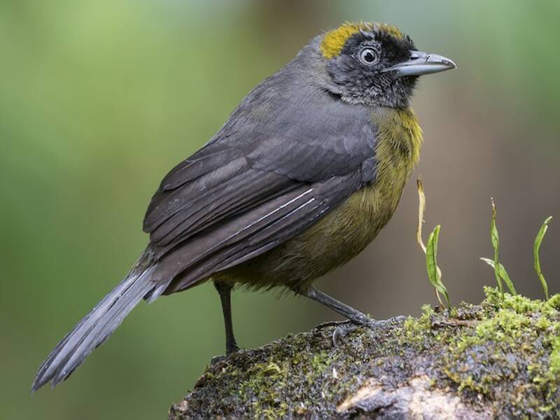 Dusky-faced Tanager, 照片 2