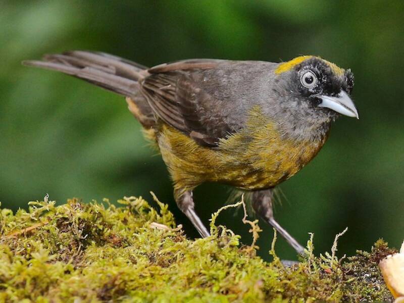Dusky-faced Tanager, 照片 3