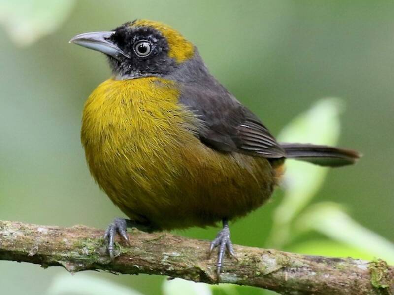 Dusky-faced Tanager, 照片 4