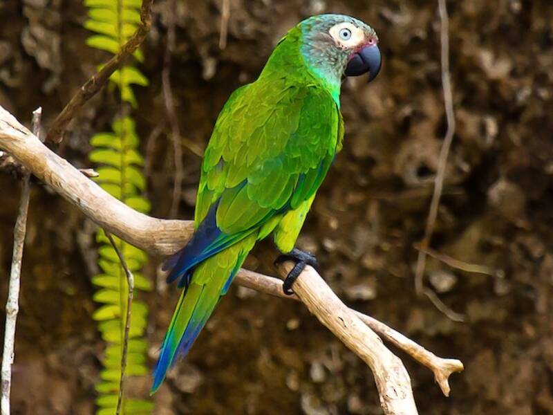 Dusky-headed Parakeet, 照片 3