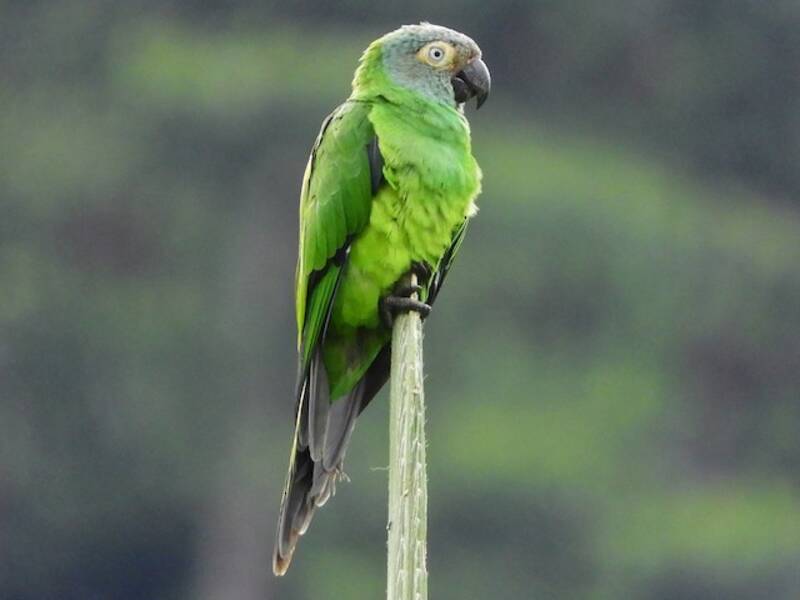 Dusky-headed Parakeet, 照片 4