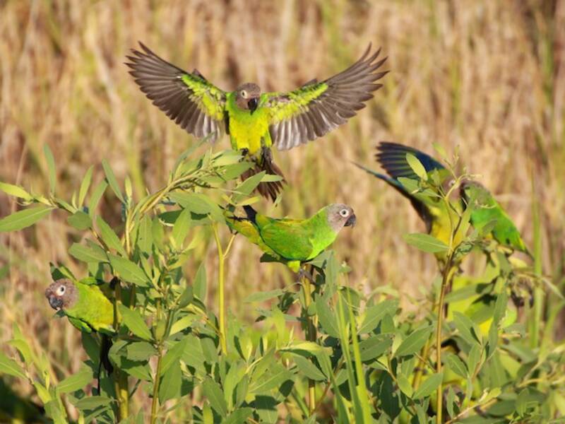 Dusky-headed Parakeet