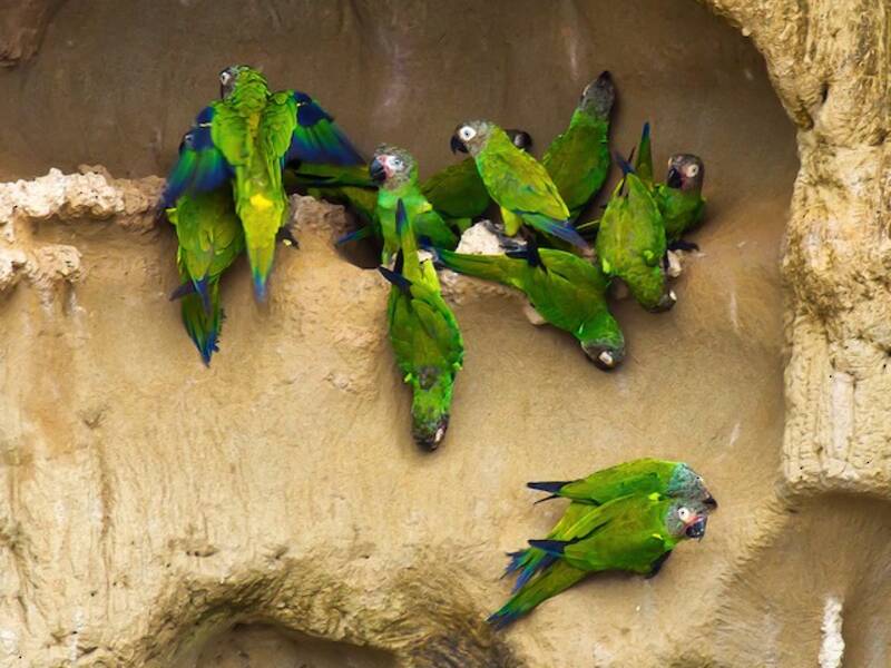 Dusky-headed Parakeet, 照片 2