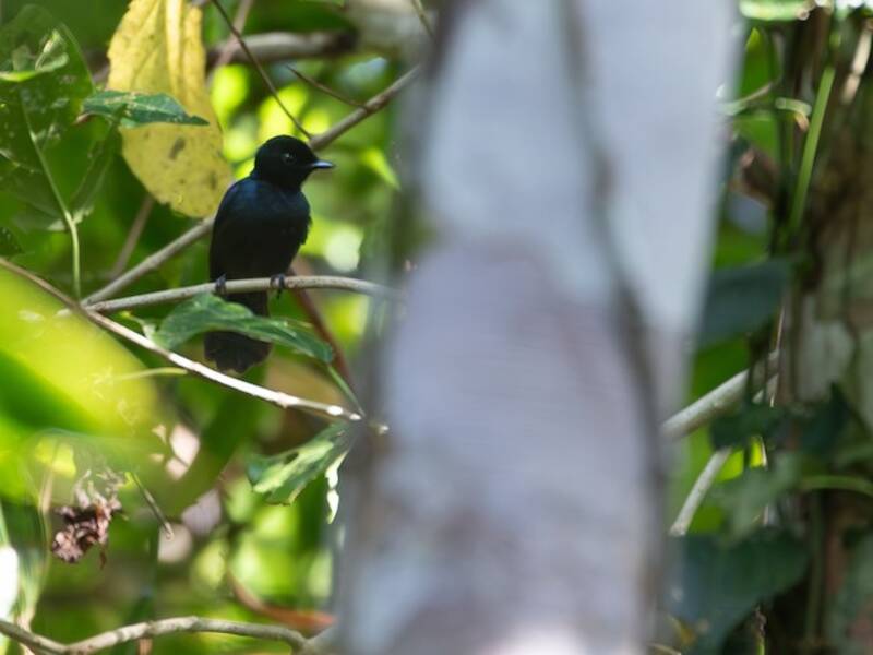 Papamoscas de Mussau, Fotos 2