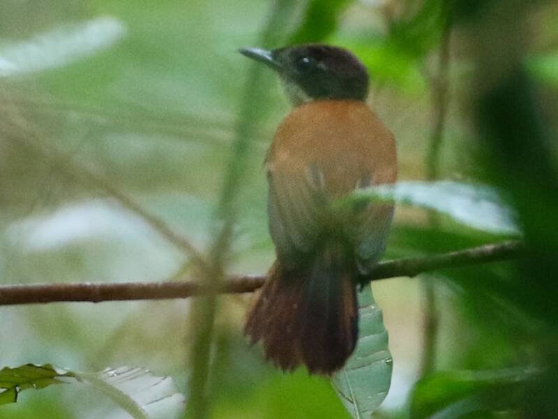 Papamoscas de Mussau, Fotos 3