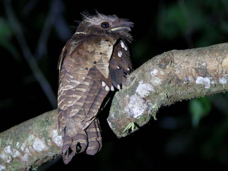 Dulit Frogmouth, 照片 3