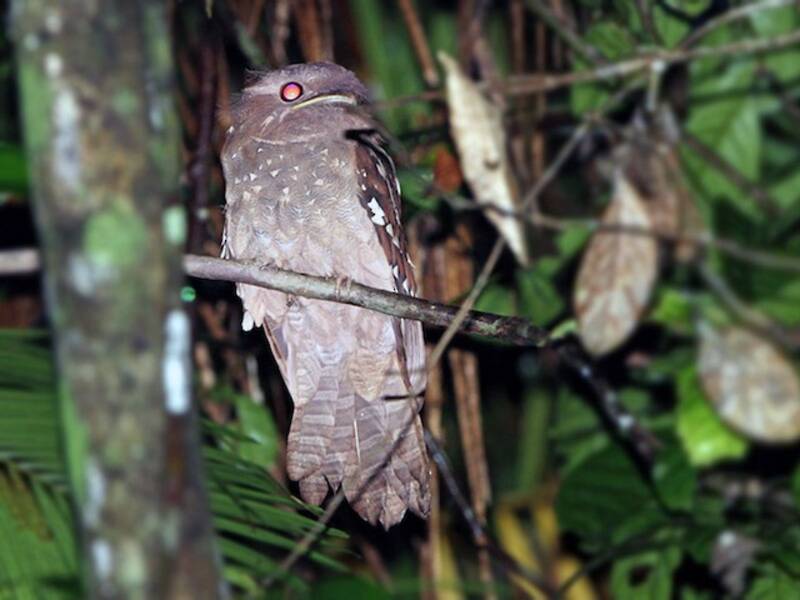 Dulit Frogmouth, 照片 4