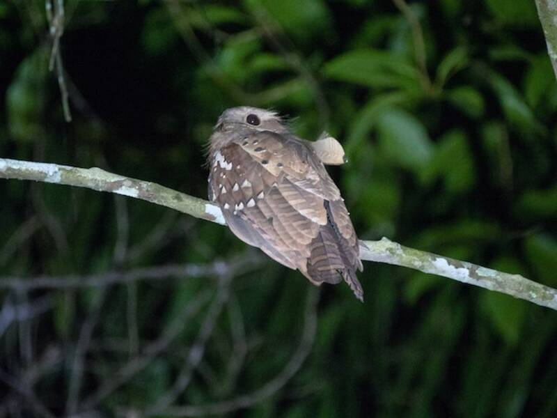 Dulit Frogmouth, 照片 2