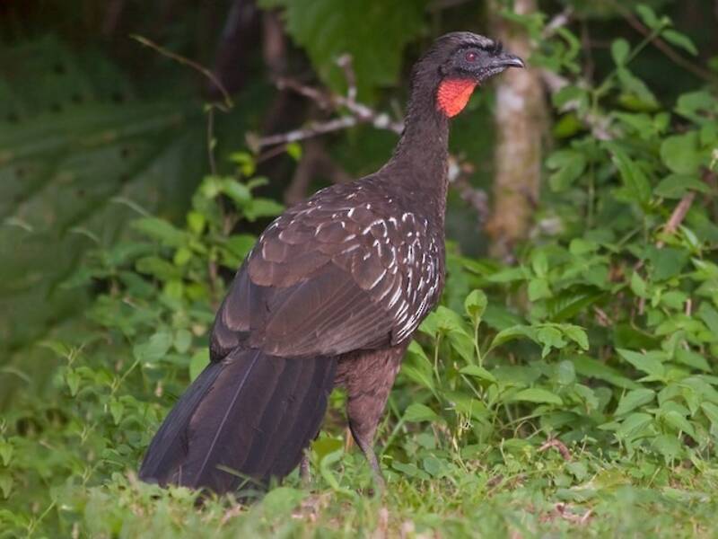 Yungas Guan, 照片 4