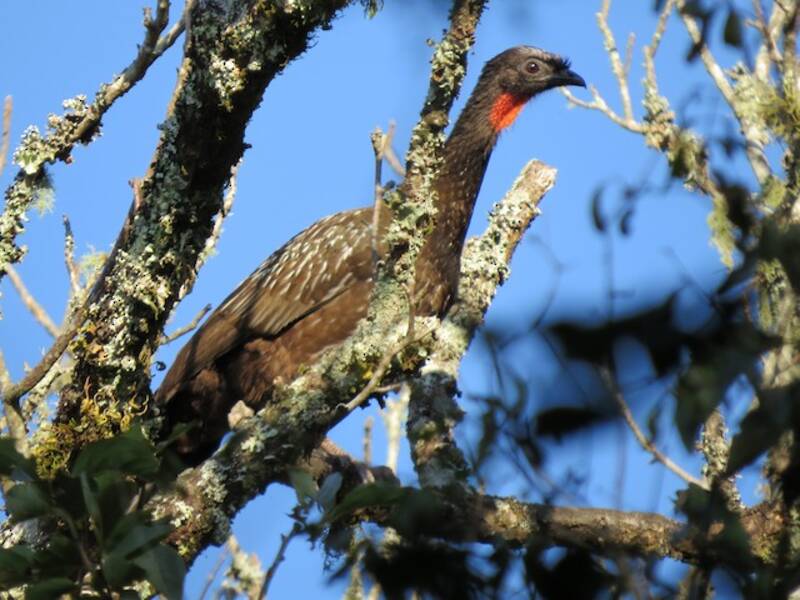 Yungas Guan, 照片 2