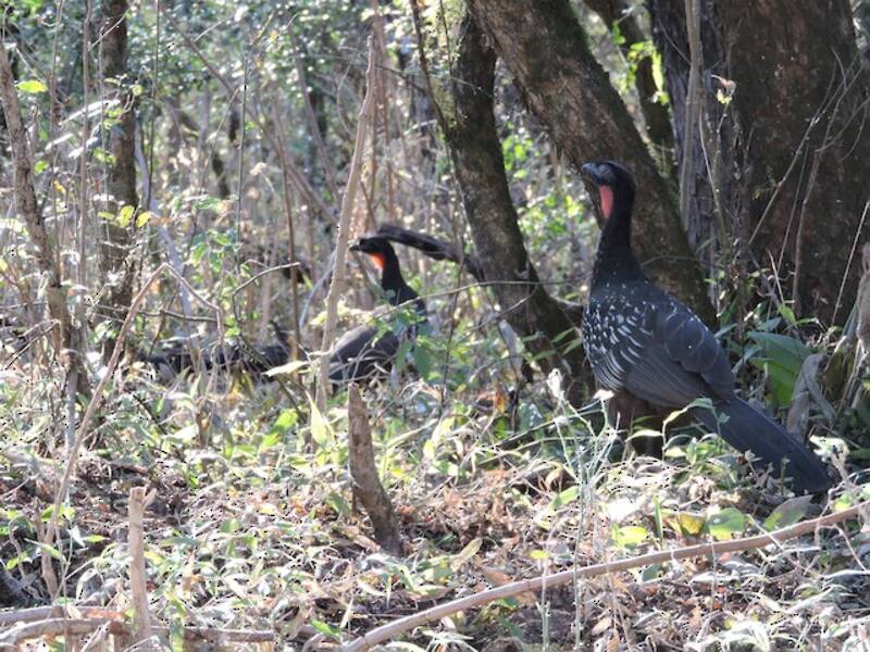 Yungas Guan