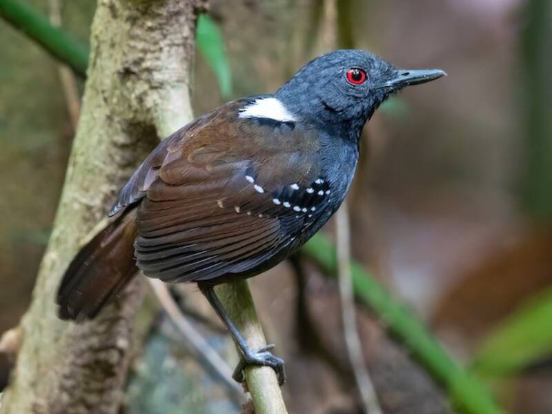 Goeldi-Ameisenvogel, Fotos 3