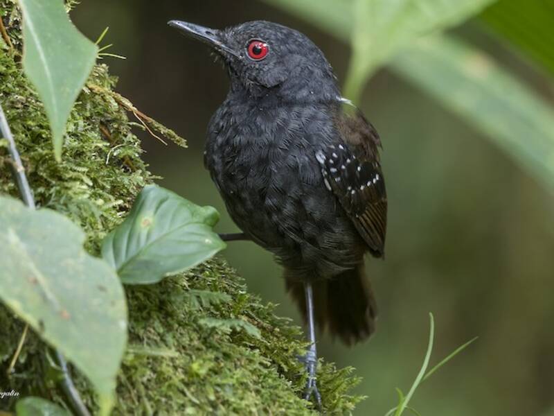 Goeldi-Ameisenvogel, Fotos 2